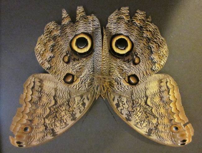 2.) A butterfly cleverly disguised as an owl.