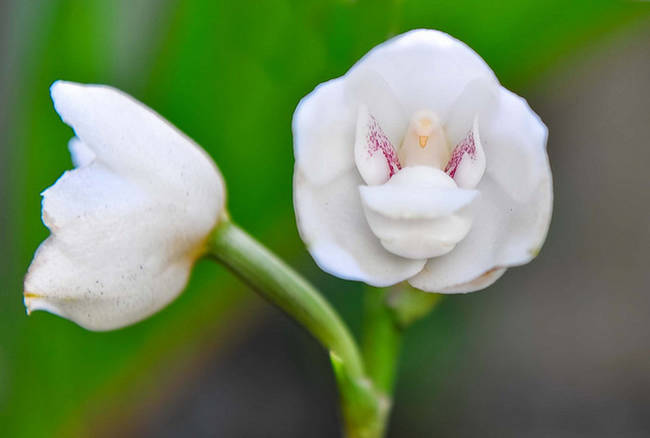 Holy Ghost Orchid (Peristeria elata)