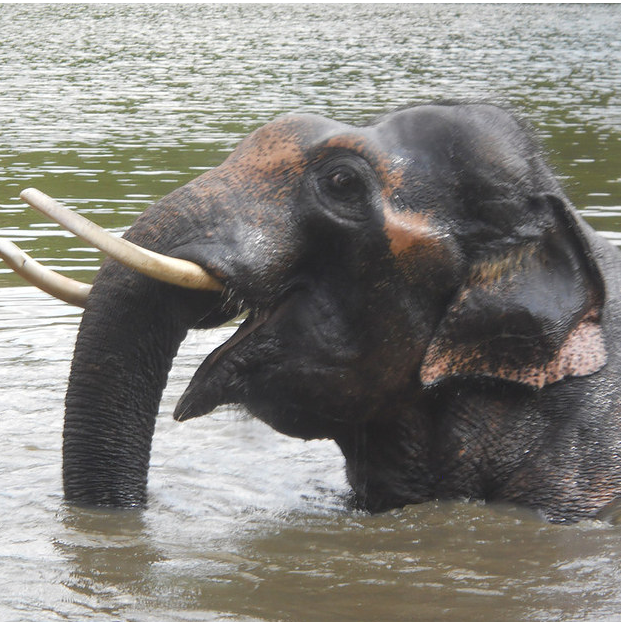 After: Sunder now lives in Bannerghatta Biological Park.