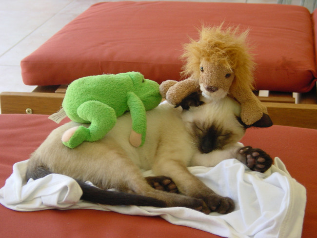 Usually it's the cat that cuddles the stuffed animal...not the other way around?