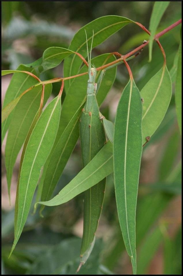 Childrens Stick Insect