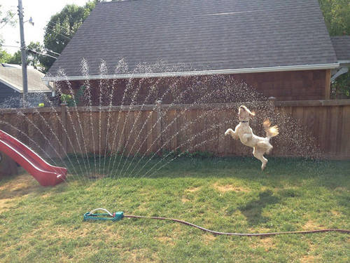 Water inspiring flight.