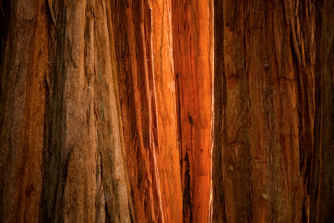 Sequoia Light, Sequoia National Park, CA