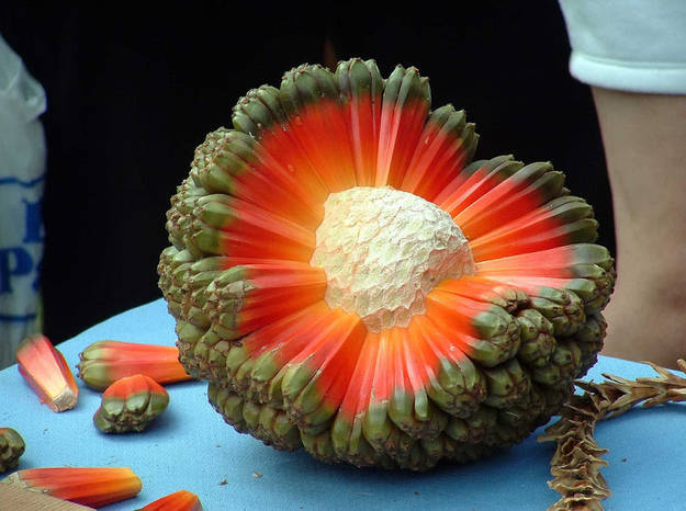 Hala Fruit