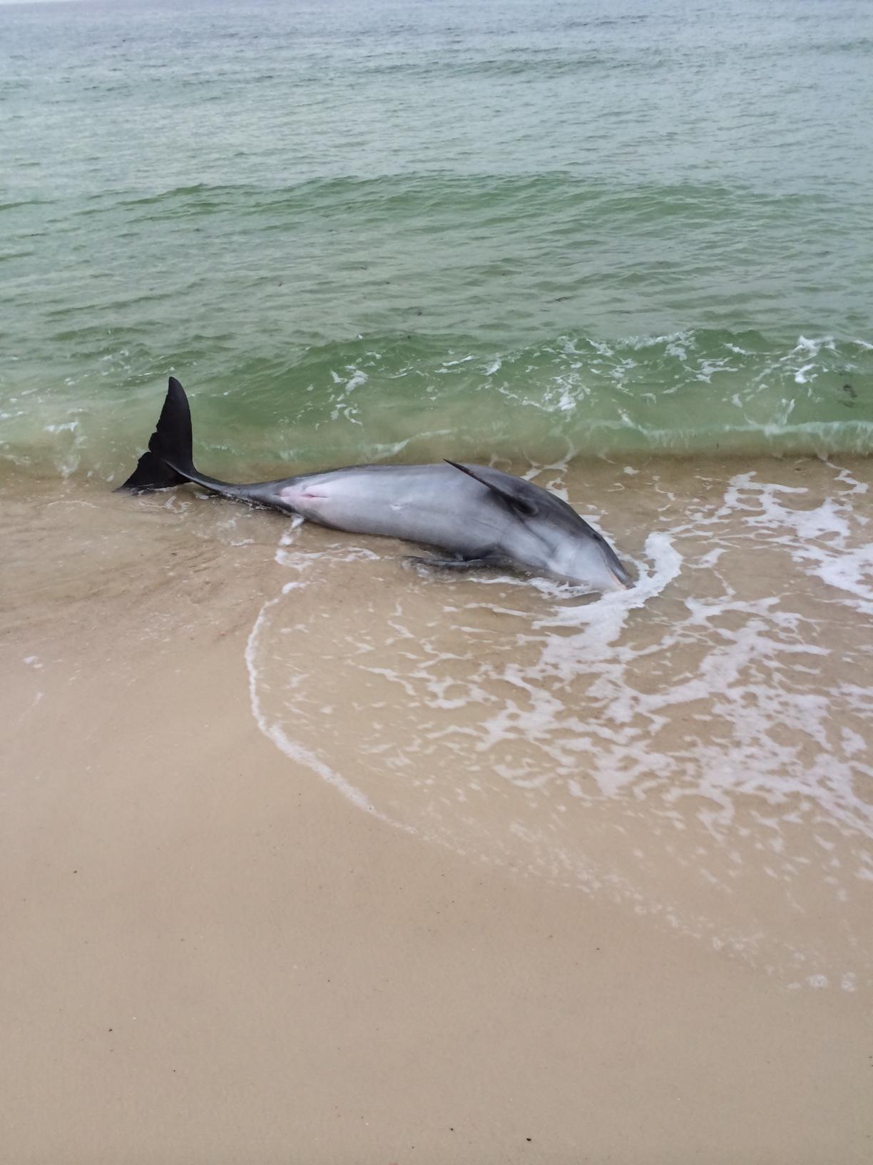 He wasn't able to breathe with his blowhole in the surf, but after a moment they saw  him blink his eye and decided to take action.