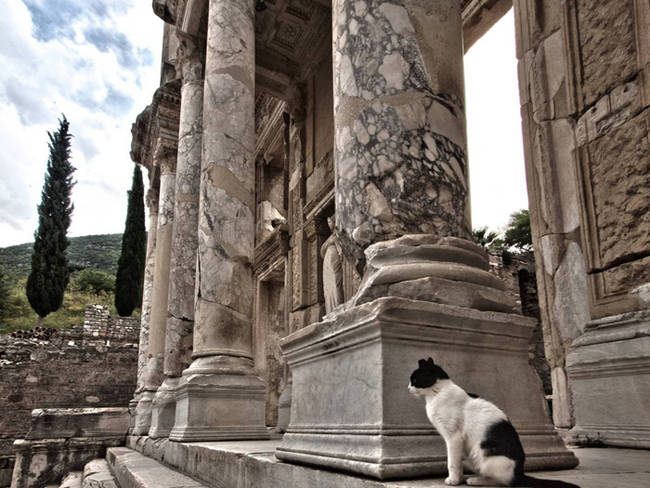 Wondering where all the books went at The Ancient Celsus Library.