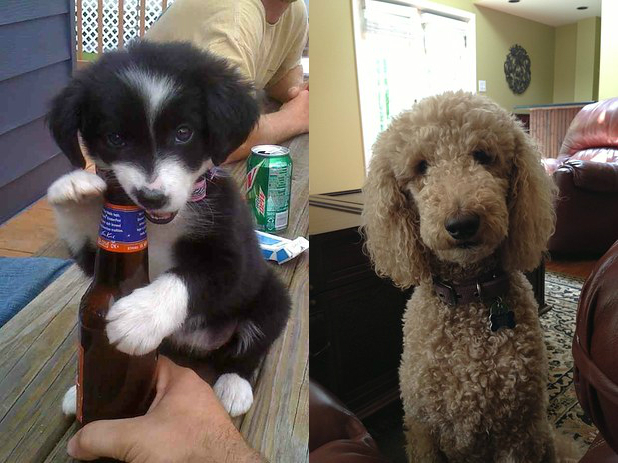 Border Collies and Poodles are thought to be the most intelligent dogs.