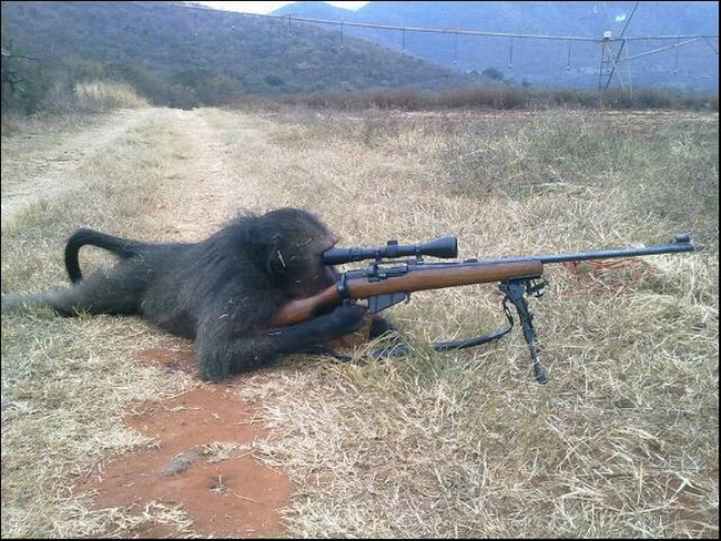 This baboon knows his rights.