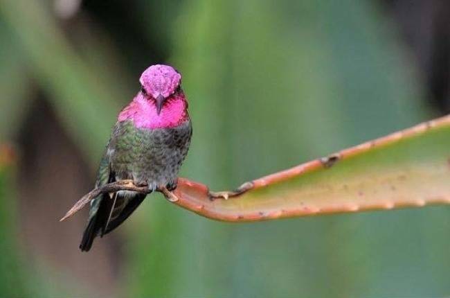 Hummingbirds can’t walk.