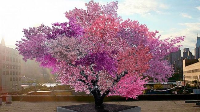 Although none of his (many) trees are more than a few years old, he's been able to give a rendering of what they're likely to look like one day. The results are magical.