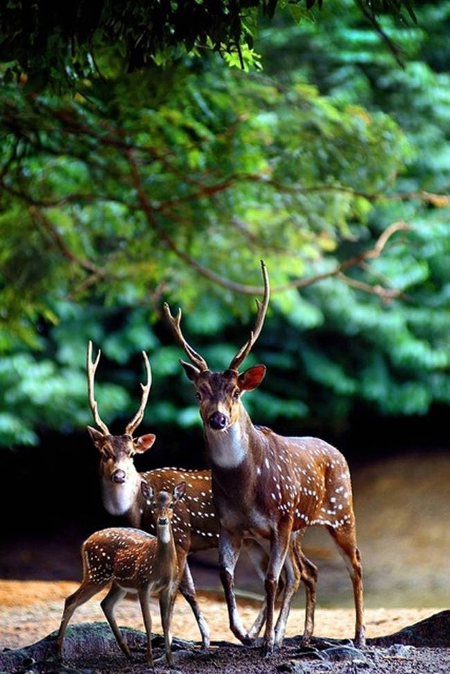 This majestic mom, pop, and kid.