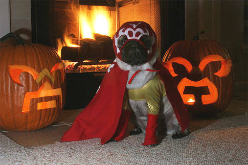 2.) Nacho Libre Pug (note coordinating jack o'lanterns)