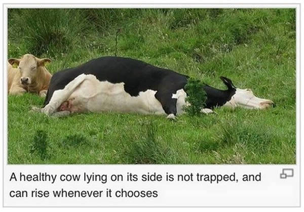 In this article on cow-tipping, it appears that the caption was written by either a troll or someone very concerned with clarifying the freedom of movement possessed by the horizontal cow in the picture. Too close to call. Verdict: 50/50 - troll/not a troll.