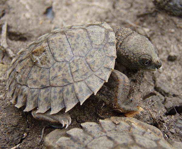 8.) Fitzroy river turtles can breathe through their butts.