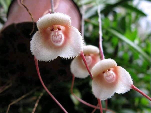 2.) Grinning Monkey Orchids. This just seems too suspicious not to be an alien trap.