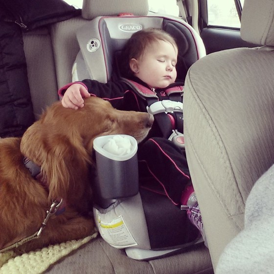 31.) Dog + car seat = ultimate protection.