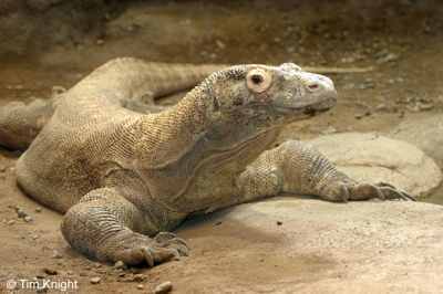 Komodo Dragon: Pearl fisherman claiming to spot these large land lizards were laughed at in the early 1900s until scientists finally made an expedition in 1926 and saw for themselves.