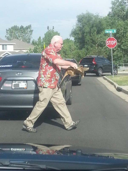 3. A slow walking man helped an even slower turtle cross this busy road.