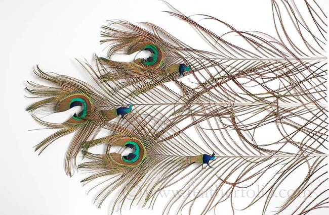 <i>Beauty on the Move</i>. Peacock feathers
