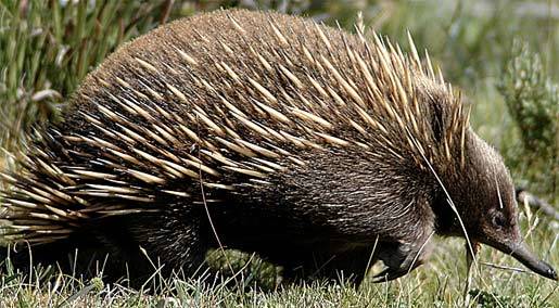 Echidnas