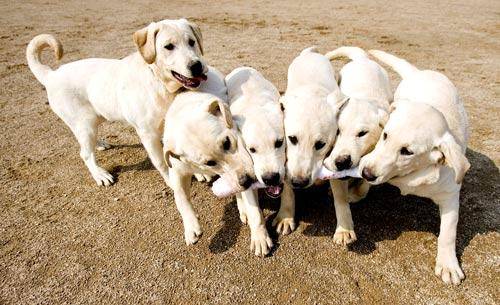 The first cloned dogs, six Canadian Labradors, started to work for South Korea's customs service as sniffers in 2009.