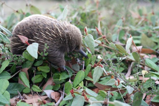 A baby echidna is called a puggle. Because they totally needed to be even cuter.