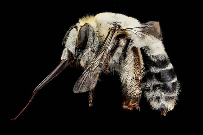 To capture bees in all their fuzzy glory, images were taken at different focal points and then stitched together to create an image that's completely in focus. 