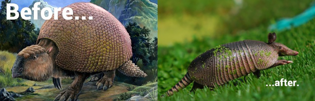 2.) Glyptodon/Armadillo