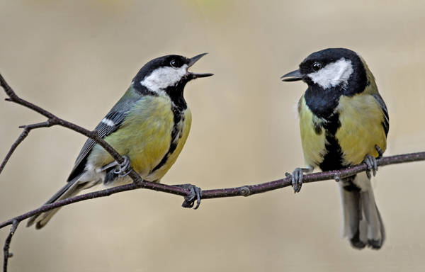 When fighting for food with other birds, the tit tends to get a little murderous. Its signature move is piercing through skulls and then eating the brains of its rivals.