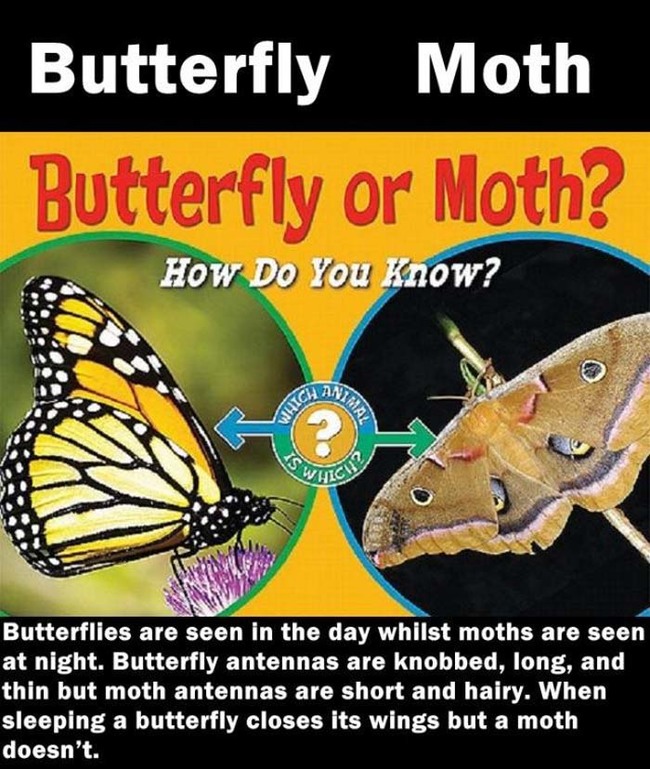 7.) I'll just call everything a butterfly.