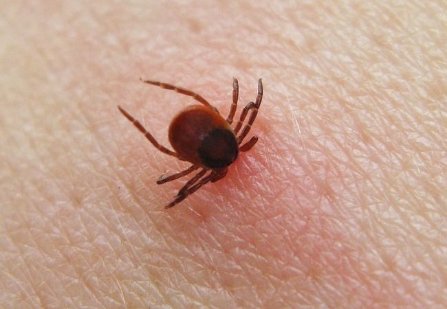 15. Ticks - Carry Lyme disease, among others.