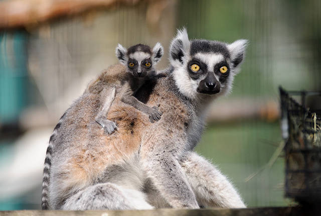 This baby and momma lemur are absolute twinsies.