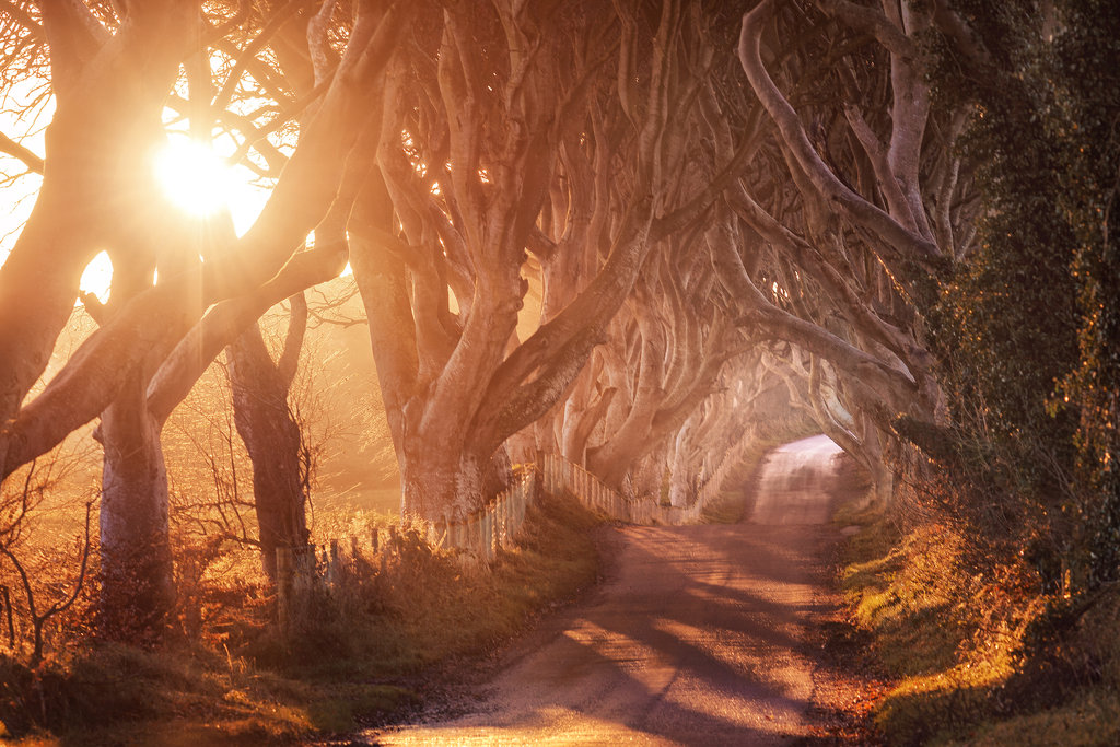 7. Shady beech trees in Northern Ireland.