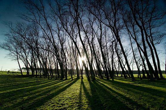 A sparse wooded section in Passchendaele, Belgium.