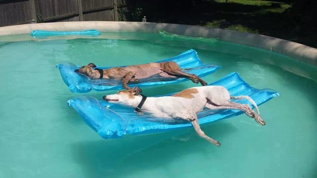 Dog days of summer, indeed.