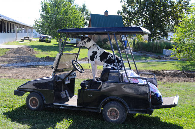 22.) They're super loyal (and will always stand guard of the golf cart).