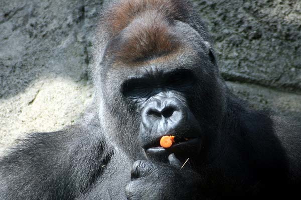 7.) The western lowland gorilla's scientific name is "Gorilla Gorilla Gorilla." This is its genus, species and sub-species.