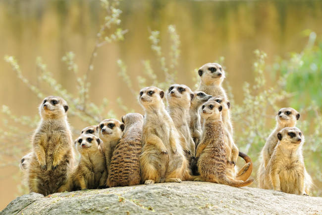 Groups of meerkats essentially have designated dictators who assign mating couples and <a href="https://www.smithsonianmag.com/science-nature/baby-murdering-meerkat-alpha-females-enslave-subordinates-as-wet-nurses-1207037/" target="_blank">harshly punish any female who is impregnated without permission</a>.