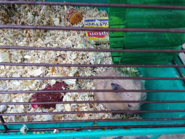 They discovered a family of five tiny hamsters suffering from smoke inhalation.