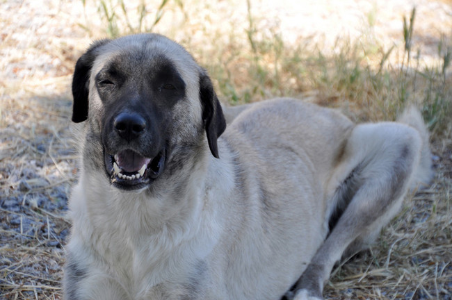 Kangal