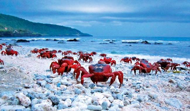 Once the crabs make it to the beach, they only have one thing on their mind: mating.