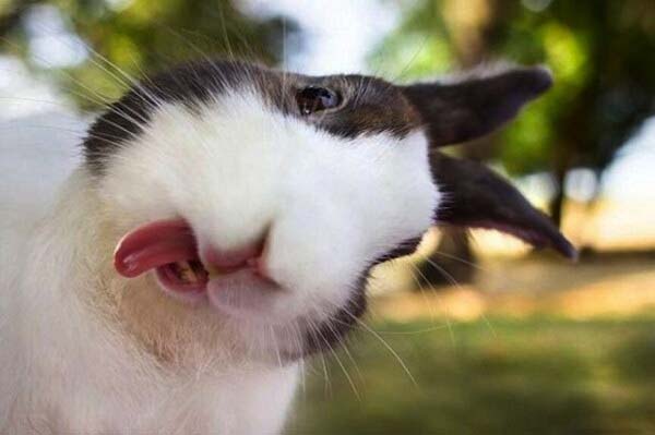 14.) Rabbit selfies make you hope with laughter.