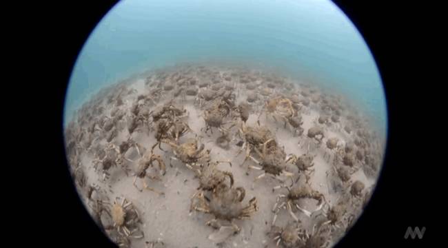 Look at all of those spider crabs.