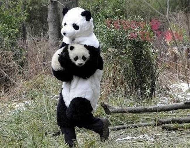 Panda researchers have to dress as Pandas in order to perform their experiments and study the creatures.