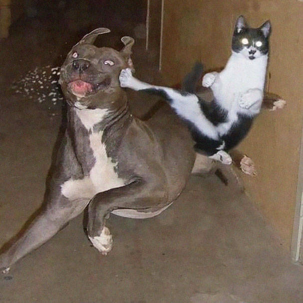 I'm not really sure what's going on here, but I don't think the cat or the dog know, either.