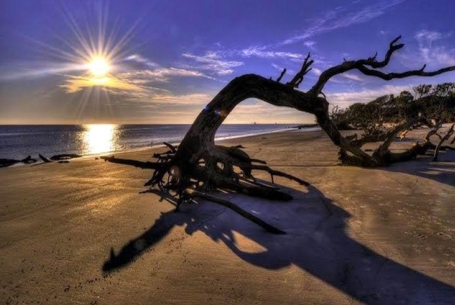 4.) Driftwood Beach - Jekyll Island, Georgia