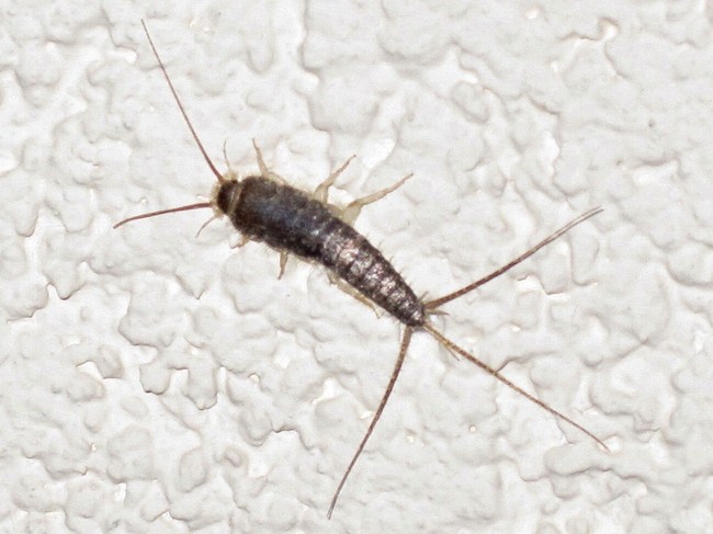 3. Silverfish - Not only will these bad boys eat your food, they'll munch on the glue that holds your books together.