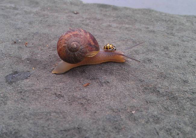 Did you know ladybugs like to ride snails?