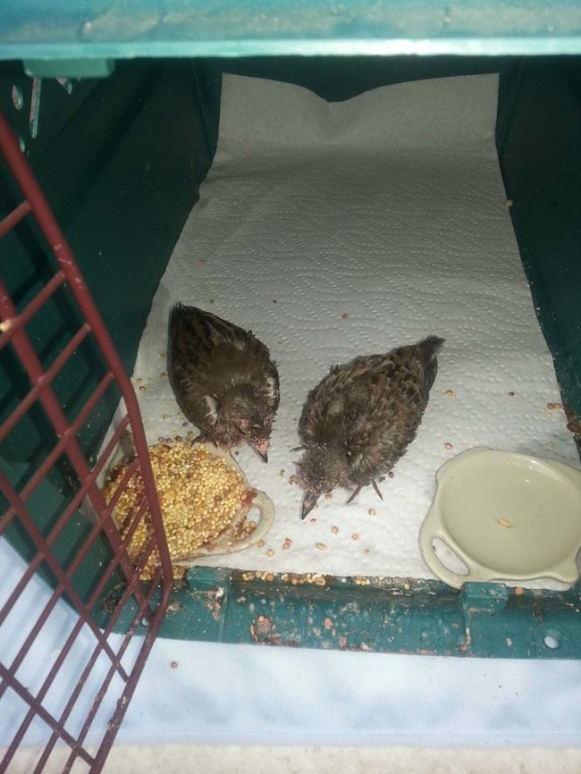 By week 3, food could be left for them inside their carrier.