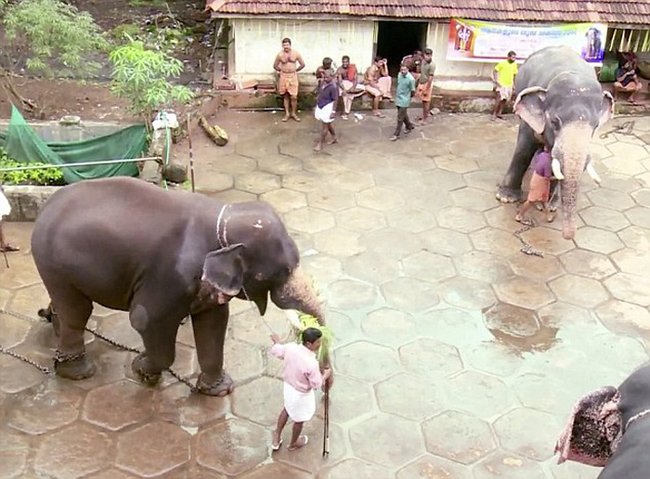 Aside from the religious importance, a few of the country's elephants are used to help work in the timber yards.